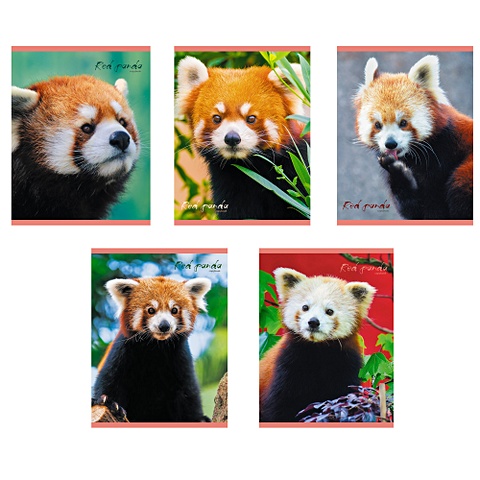 Красная панда ТЕТРАДИ А5 (*скрепка) 80Л. Обложка: без отделки кулинарная книга красная а5 80 листов