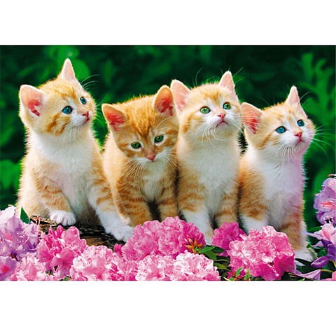 В мире животных. Четыре котенка ПАЗЛЫ МАКСИ-ПЭК