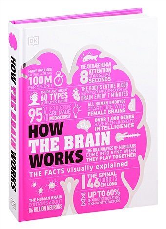 How the Brain Works human 1 1 right hemisphere functional area anatomy human brain model medicine teaching mdn006