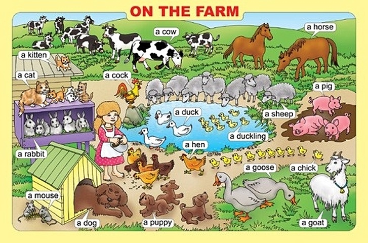 петрова н плакат on the farm ферма м лист на англ яз петрова Плакат On The Farm / Ферма