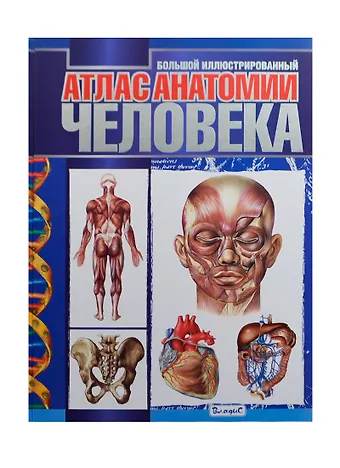 Анна Спивак Большой иллюстрированный атлас анатомии человека