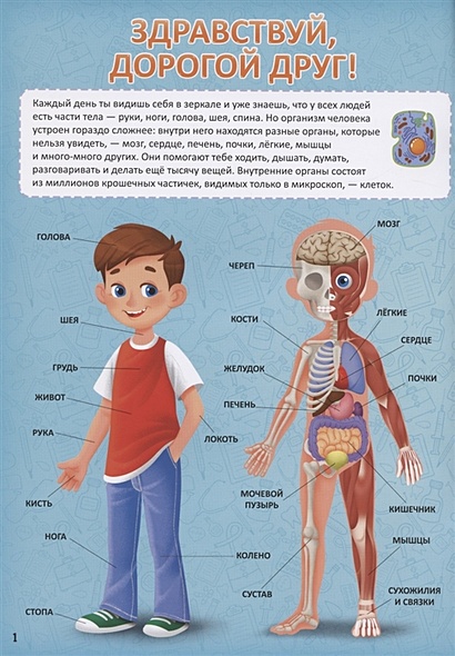 Печень и ее функции в нашем организме