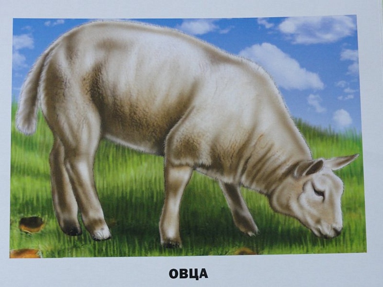 Домашние животные и птицы /16 обучающих карточек - фото 3