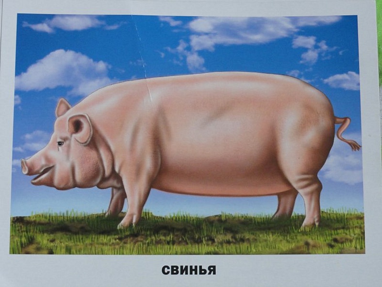 Домашние животные и птицы /16 обучающих карточек - фото 2