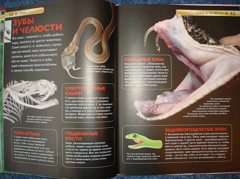 Змеи - фото 8