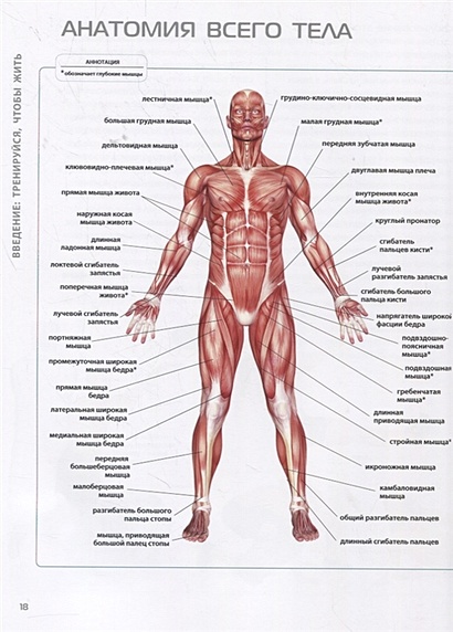 Анатомия фитнес. Анатомия фитнес СПБ.