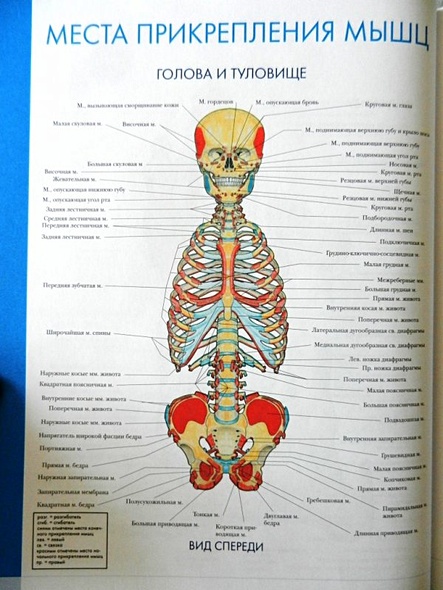 Атлас анатомии в человека в картинках