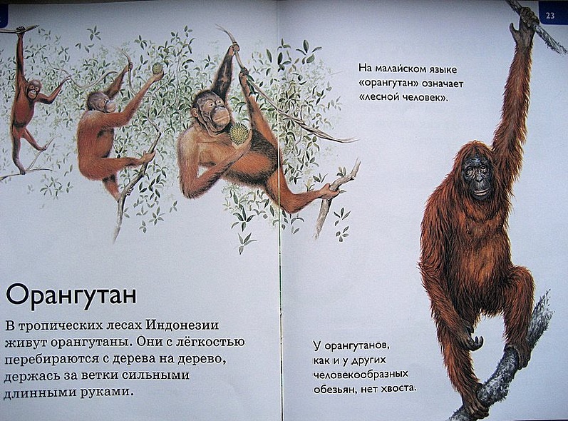 Джунгли - фото 13