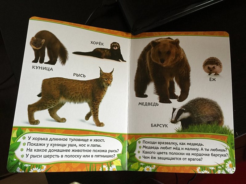 Кто живет в лесу? - фото 3