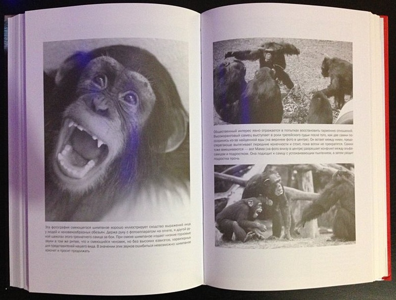 Истоки морали: В поисках человеческого у приматов - фото 10