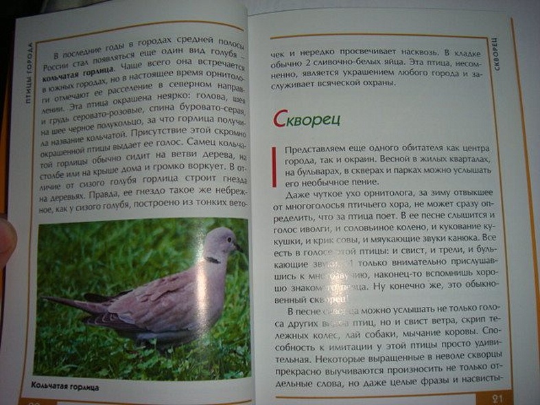 Птицы города. Малый атлас - фото 12