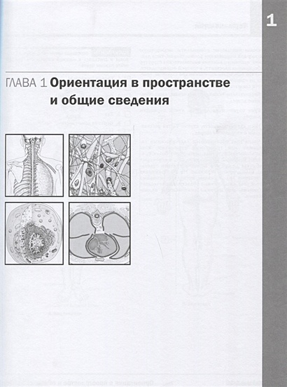 Неврология атлас раскраска с рисунками неттера