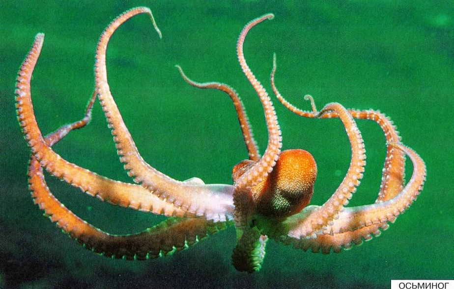 Расскажите детям о морских обитателях. Карточки для занятий в детском саду и дома. - фото 7