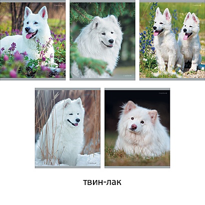 Белоснежные собаки 48л., 5 видов ТЕТРАДИ А5 (*скрепка) 48Л. Обложка: лакирование - фото 1