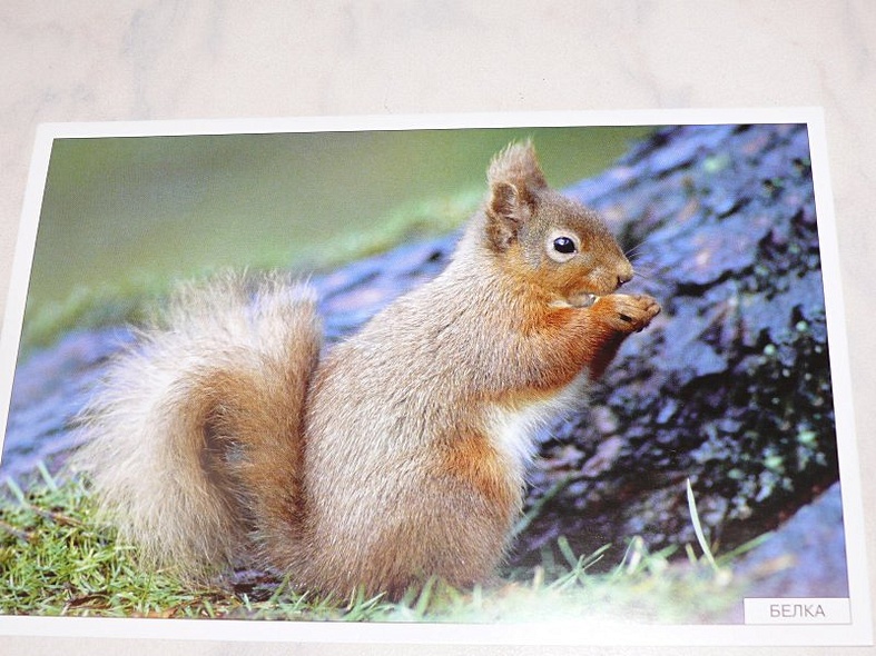 Расскажите детям о лесных животных - фото 4