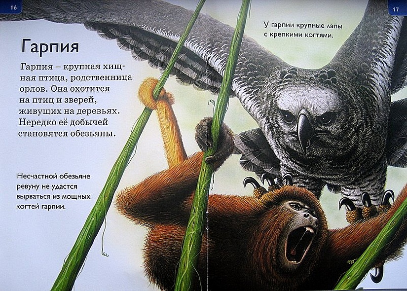 Джунгли - фото 10