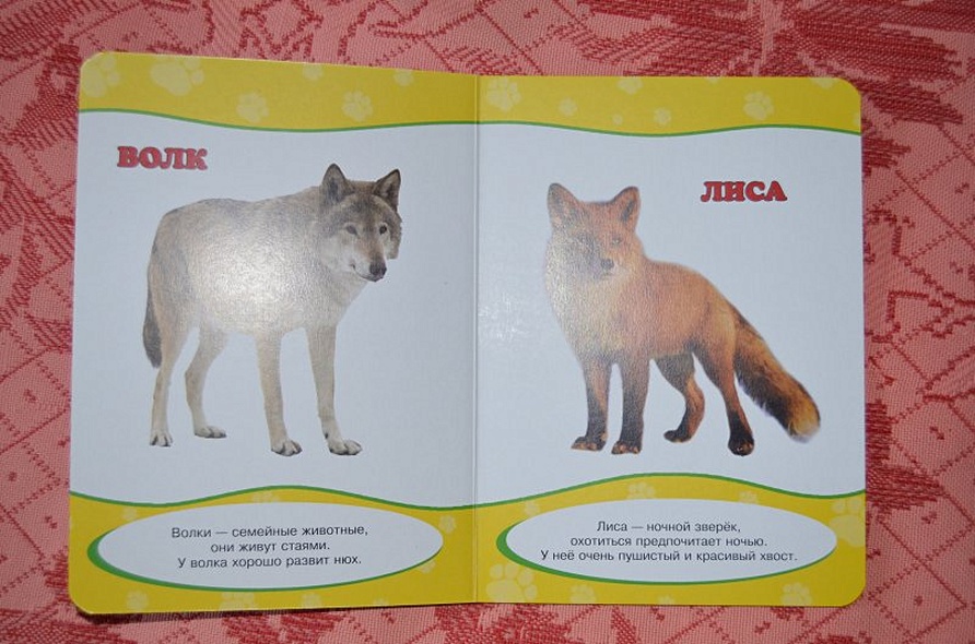 Обо всём на свете. Дикие животные - фото 4