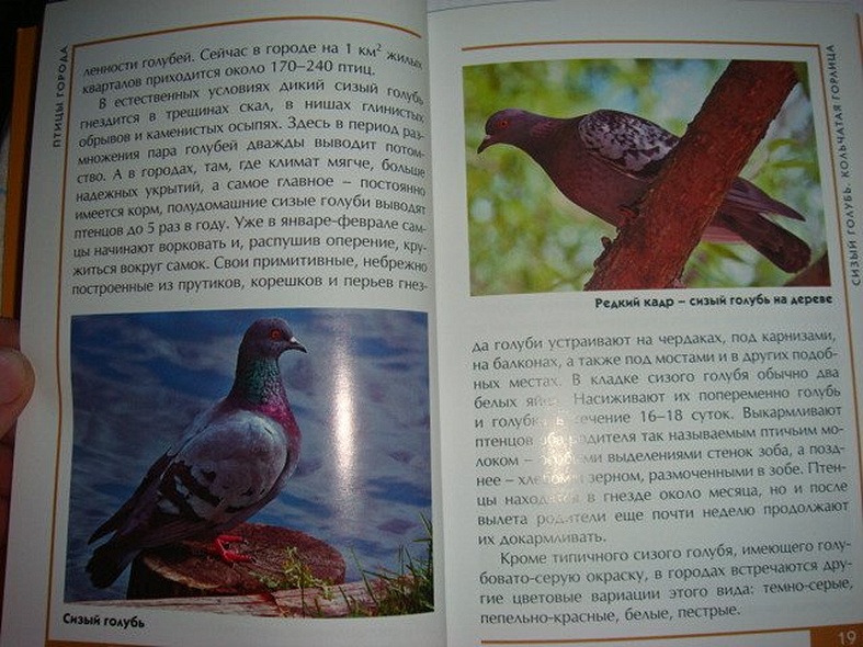 Птицы города. Малый атлас - фото 11