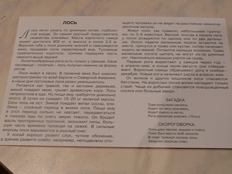 Расскажите детям о лесных животных - фото 15