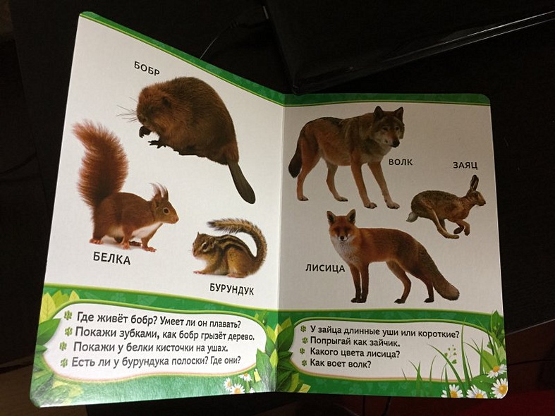 Кто живет в лесу? - фото 2