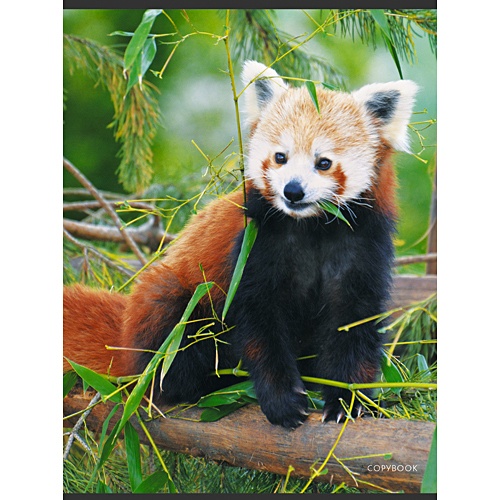 Красная панда (хромэрзац), А4, 48л. ТЕТРАДИ А4 (*скрепка) 48Л. Обложка: хромэрзац - фото 1
