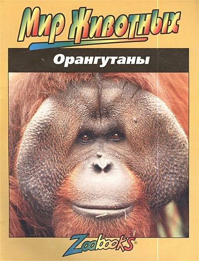 Орангутаны - фото 1