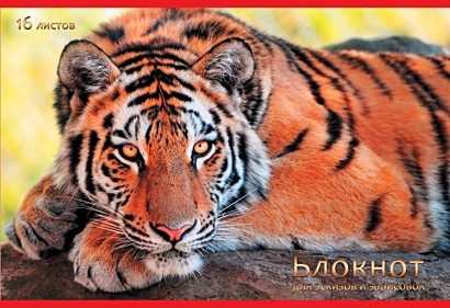 Красивый тигр АЛЬБОМЫ ДЛЯ РИСОВАНИЯ (*скрепка). 16 листов - фото 1