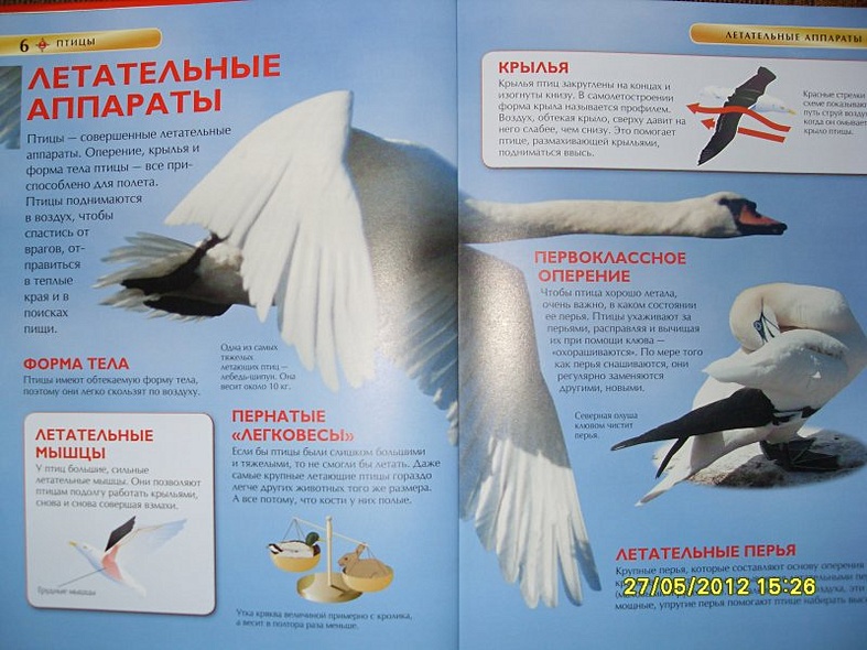 Птицы. - фото 4