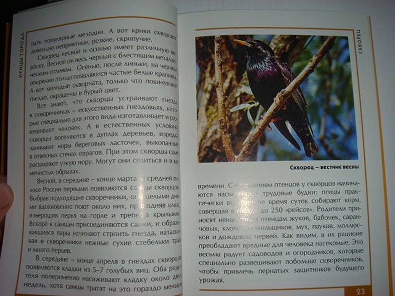 Птицы города. Малый атлас - фото 13