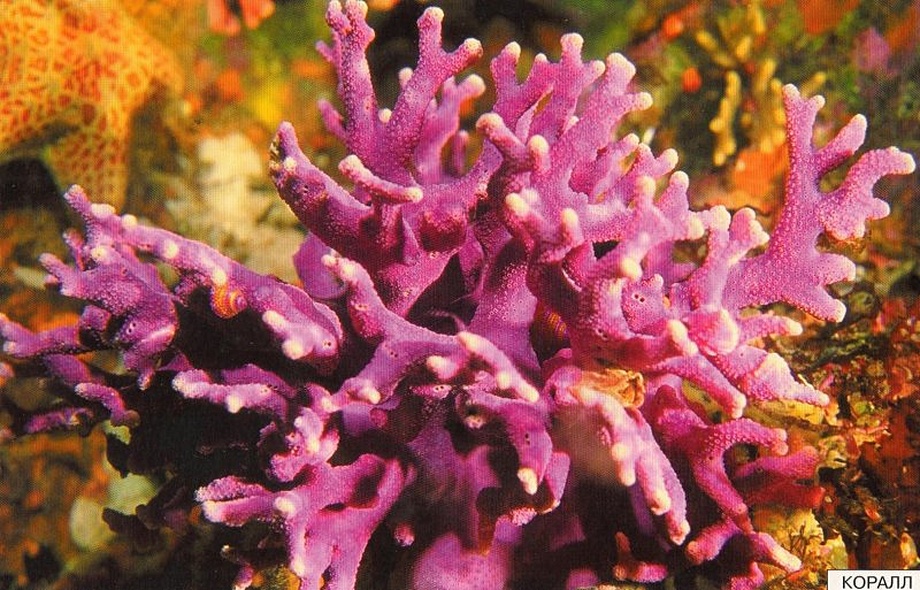 Расскажите детям о морских обитателях. Карточки для занятий в детском саду и дома. - фото 9