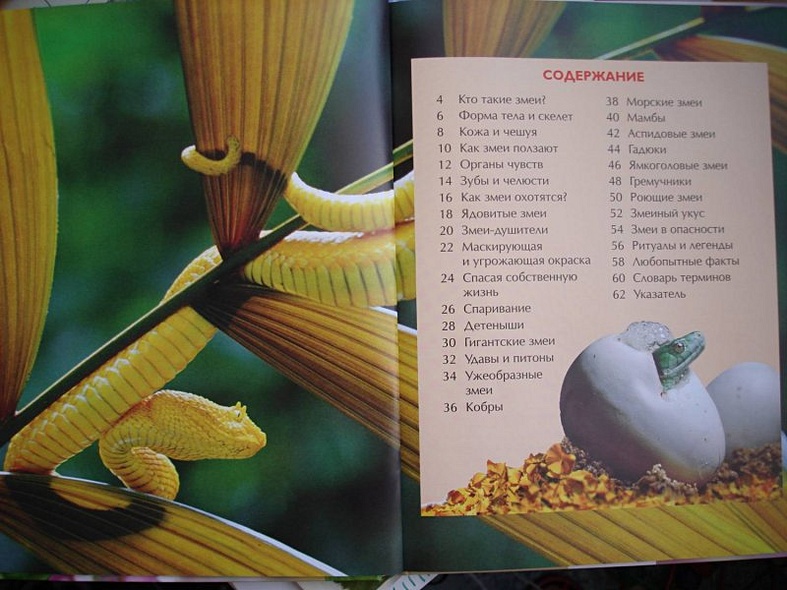 Змеи - фото 2