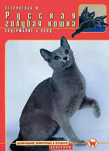 Русская голубая кошка. Содержание и уход - фото 1