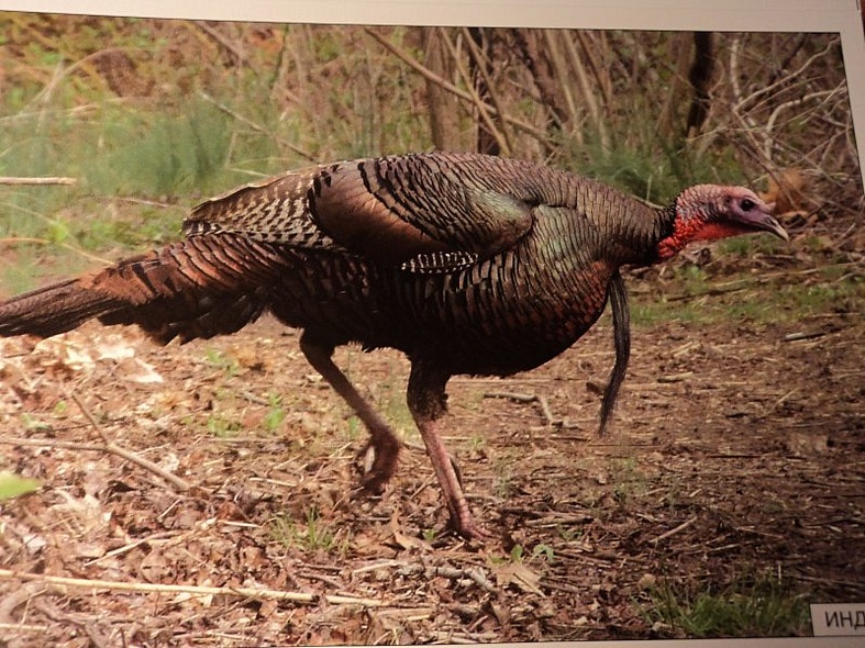Расскажите детям о домашних животных. Карточки для занятий в детском саду и дома. - фото 7