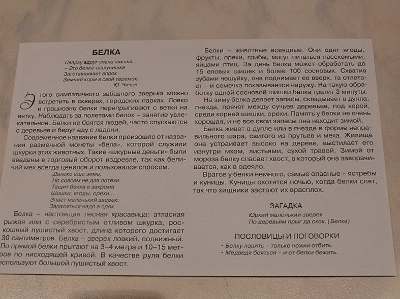 Расскажите детям о лесных животных - фото 5