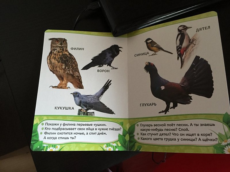 Кто живет в лесу? - фото 6