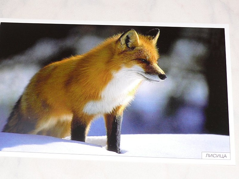 Расскажите детям о лесных животных - фото 6