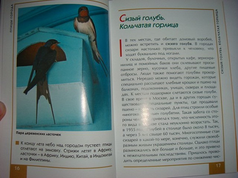 Птицы города. Малый атлас - фото 10