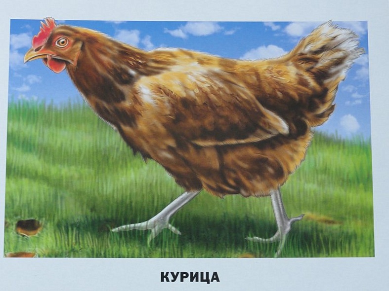 Домашние животные и птицы /16 обучающих карточек - фото 7