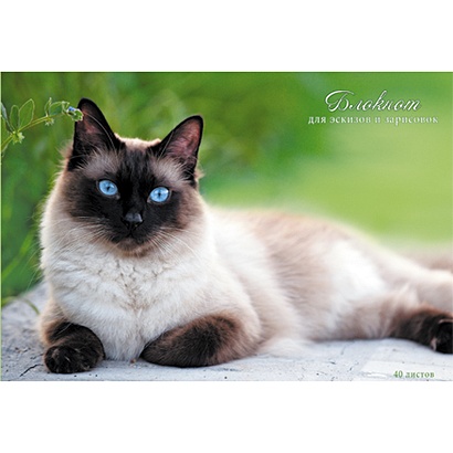 Альбомы для рисования «Красивая кошка», 40 листов, 10 штук в упаковке - фото 1