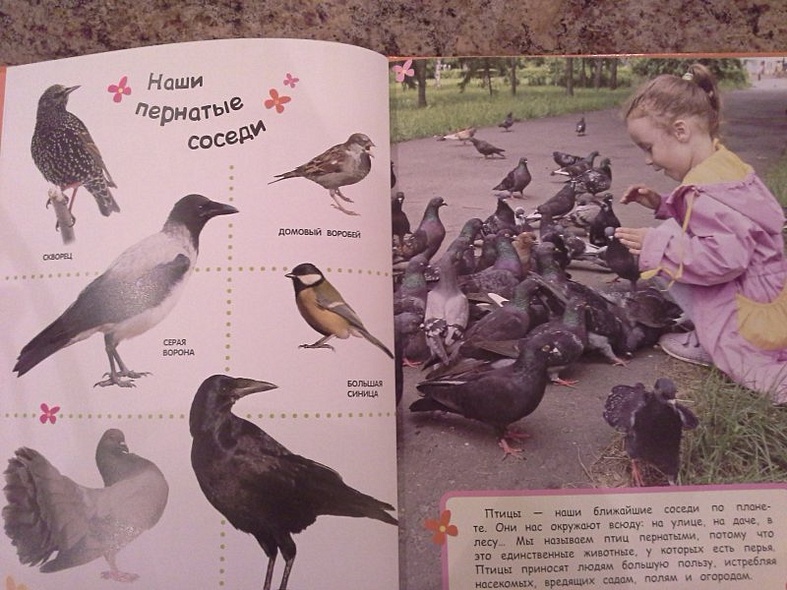 Птицы. Лучшая энциклопедия в картинках для малышей - фото 1