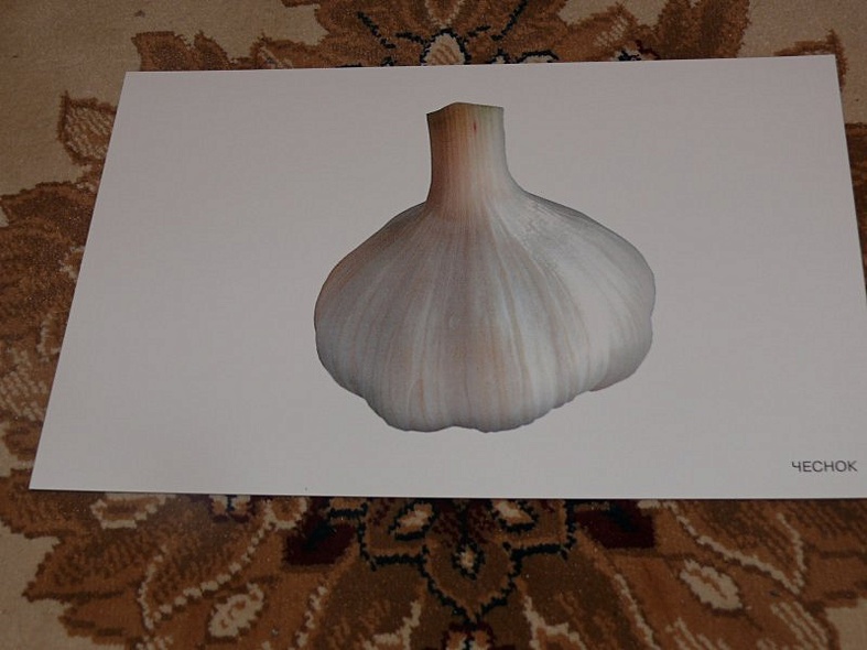 Расскажите детям об овощах. Карточки для занятий в детском саду и дома. - фото 6