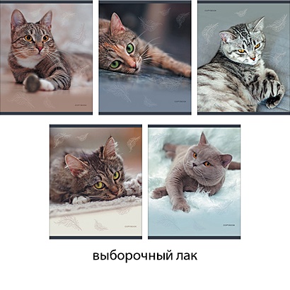 Кошачьи взгляды 96л., 5 видов ТЕТРАДИ А5 (*скрепка) 96Л. Обложка: лакирование - фото 1