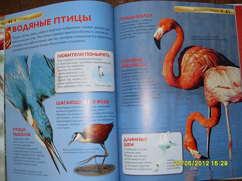 Птицы. - фото 13