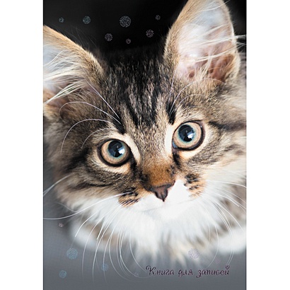 Книга для записей «Пушистый котик», А6, 48 листов - фото 1