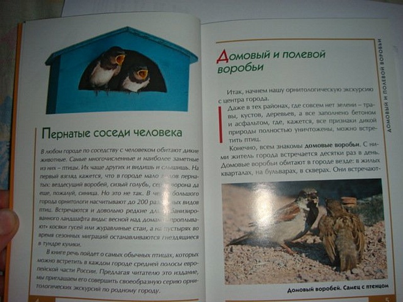 Птицы города. Малый атлас - фото 4