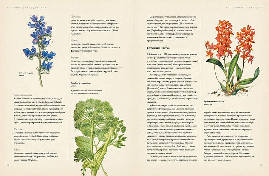 Книга Ботаника для садоводов • Ходж Дж. – купить книгу по низкой цене ...