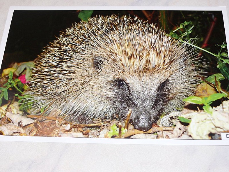 Расскажите детям о лесных животных - фото 12