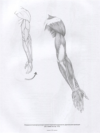 Джованни чиварди рисунок пластическая анатомия
