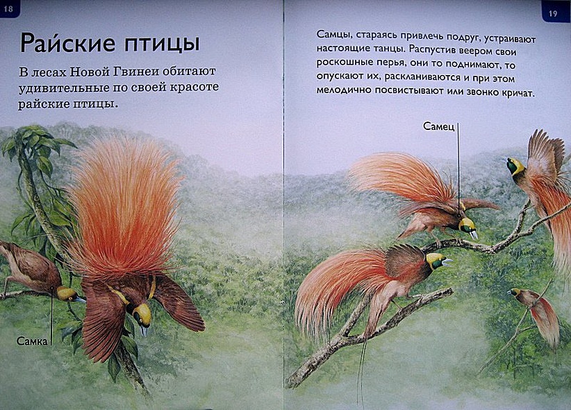 Джунгли - фото 11