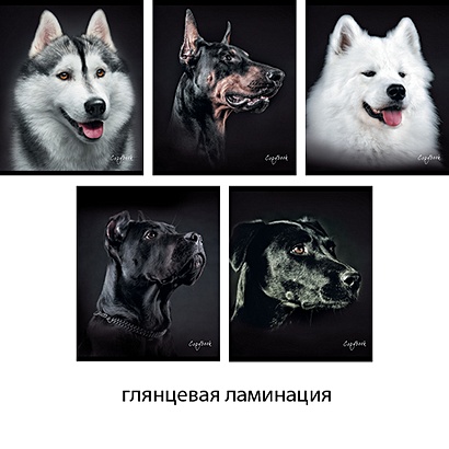 Собаки (портреты) 96л., 5 видов ТЕТРАДИ А5 (*скрепка) 96Л. Обложка: ламинирование - фото 1